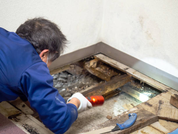 Certified Mold Removal in Spokane Valley, WA