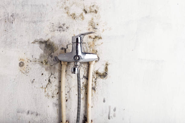 Best Black Mold Removal  in Spokane Valley, WA