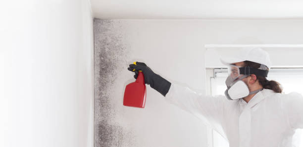 Best Mold Removal Company Near Me  in Spokane Valley, WA