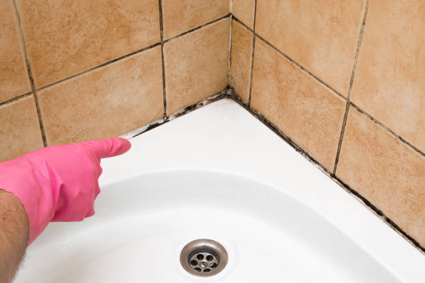 Best Residential Mold Removal  in Spokane Valley, WA